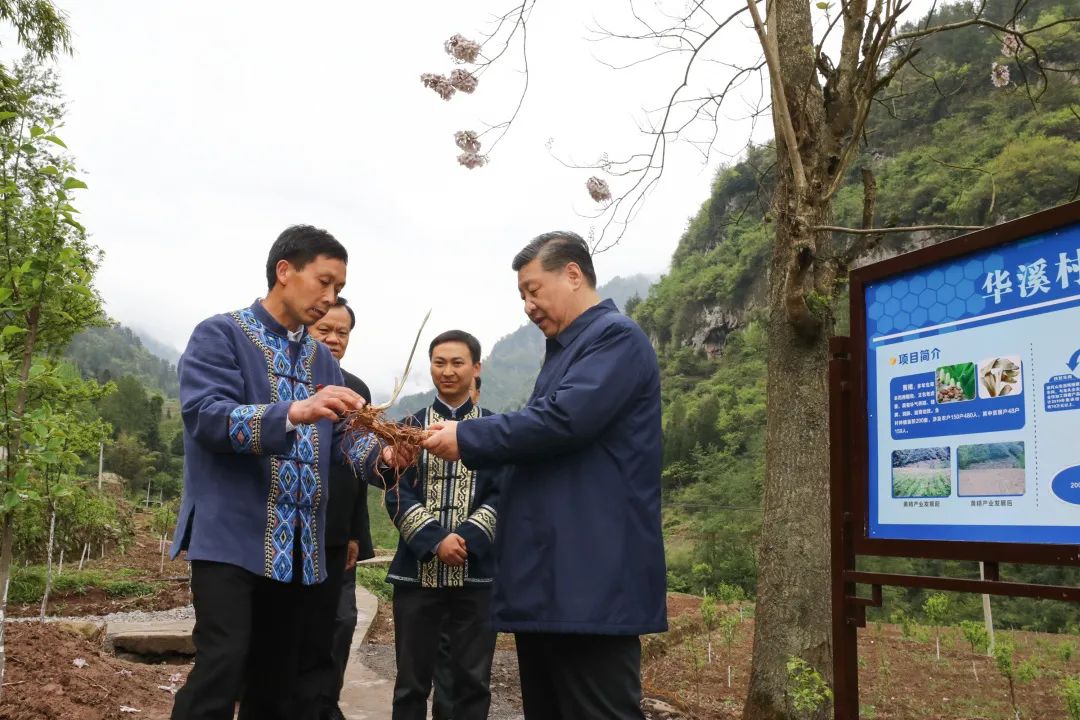 2019年4月15日，習(xí)近平在重慶華溪村考察特色經(jīng)濟(jì)作物帶動(dòng)村民脫貧的情況。新華社記者 鞠鵬 攝