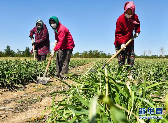  5月11日，農(nóng)民在山西省大同市云州區(qū)西坪鎮(zhèn)唐家堡村邊的黃花菜地里除草。新華社發(fā)（柴婷 攝）