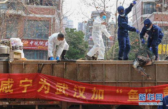 3月13日，一批運(yùn)到湖北省武漢市硚口區(qū)華生漢口城市廣場(chǎng)社區(qū)的活魚在卸貨。當(dāng)日，首批100噸調(diào)配自咸寧市的活魚運(yùn)抵武漢市硚口區(qū)11個(gè)街道下轄社區(qū)。 新華社記者 程敏 攝